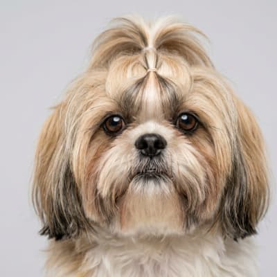 Shih Tzu for sale