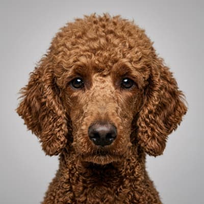 Poodle (Standard) for sale