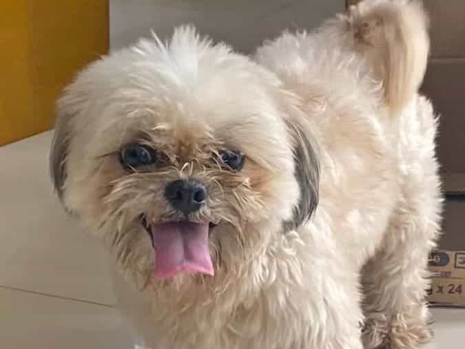 Shih Tzu Pure Breed for Sale