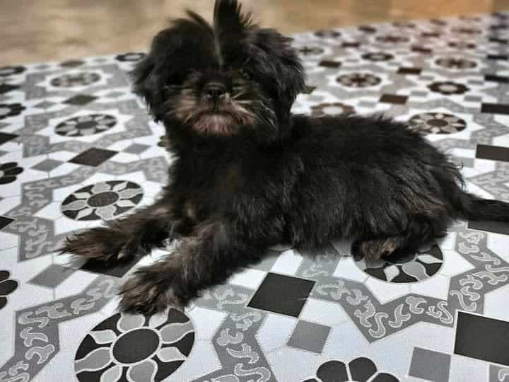 Pure Shih Tzu