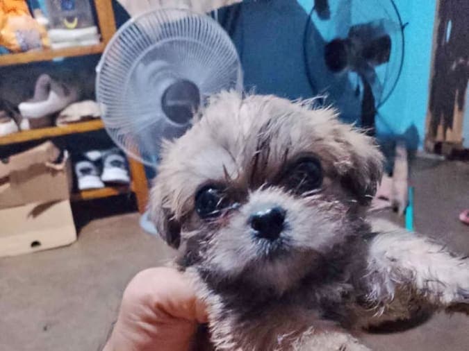 Shih tzu for Sale