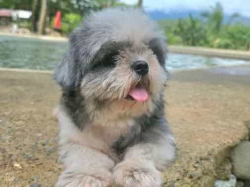 shi tzu. for Sale