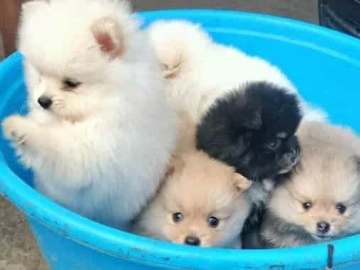 Pomeranian