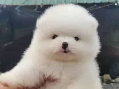 Pomeranian