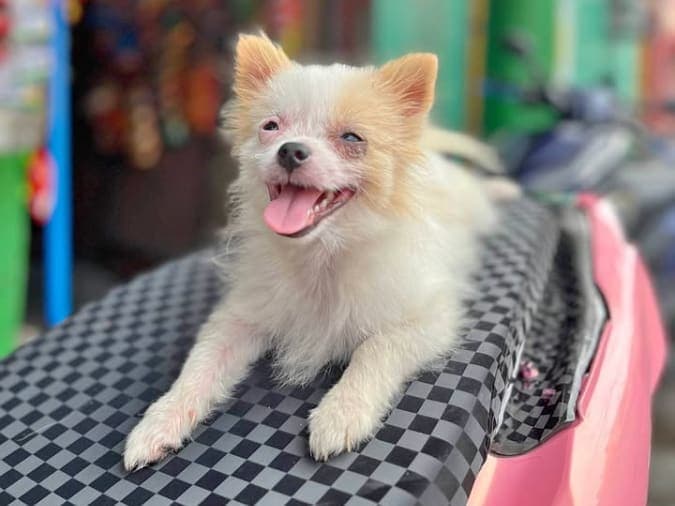 Pomeranian/ Shih tzu