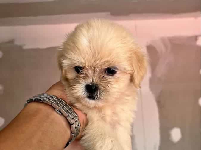 FEMALE SHIH TZU