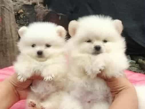 Pomeranian