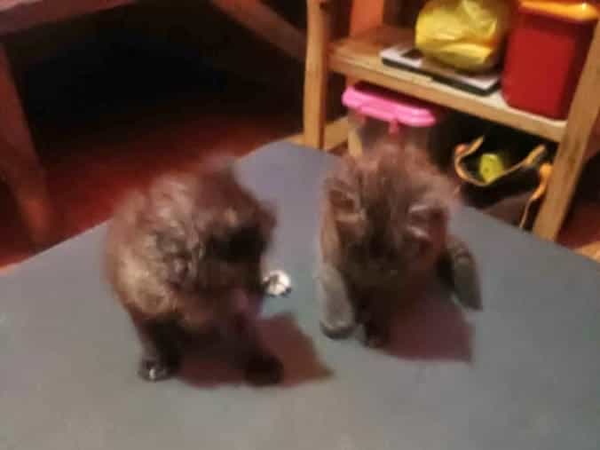 Babae at lalake Pomeranian for Sale