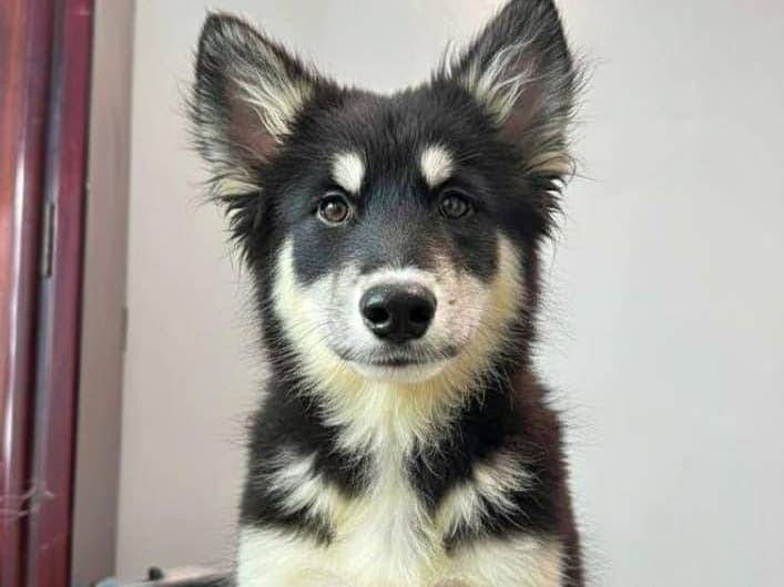Aquoti x husky