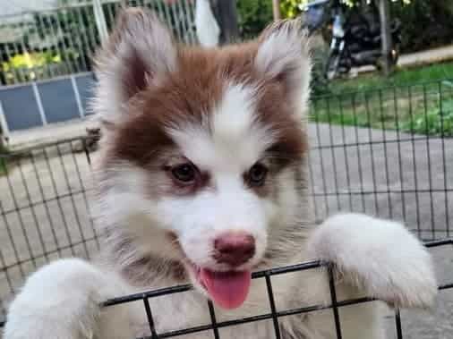 FS!!
HUSKY
