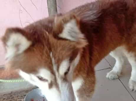 Husky looking dor stud or for sale