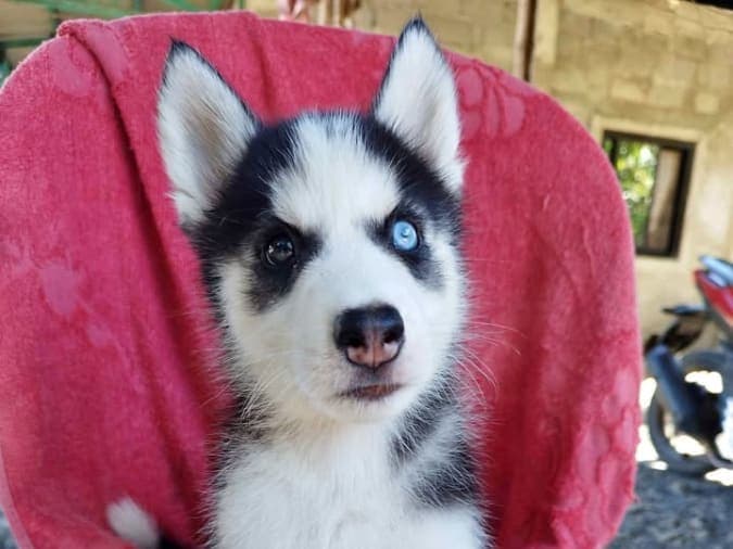 SIBERIAN HUSKY FOR SALE