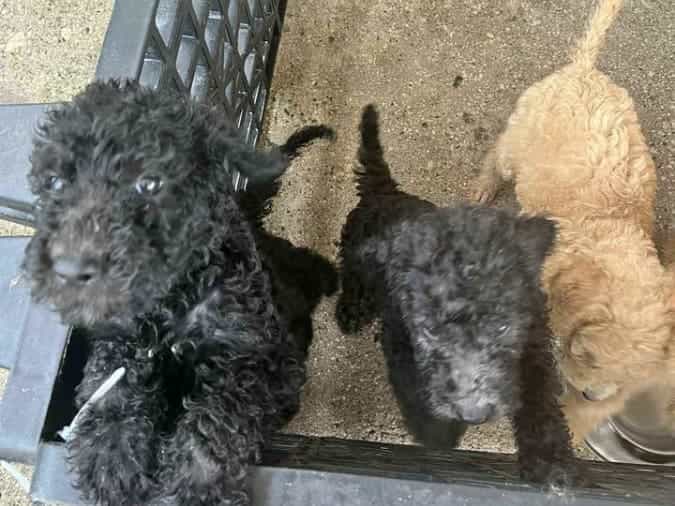 Pure GIAN POODLE FOR SALE