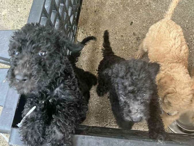 Pure GIAN POODLE FOR SALE