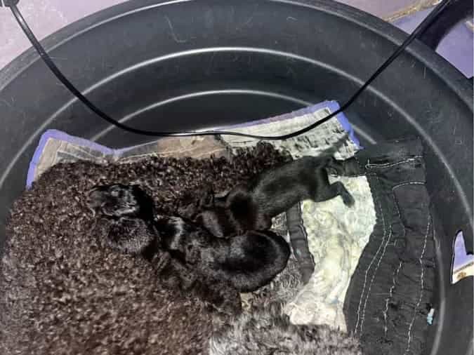 mixed breed, chihuahua x poodle