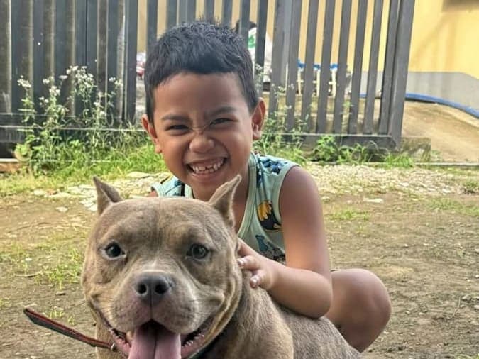 American Bully for sale