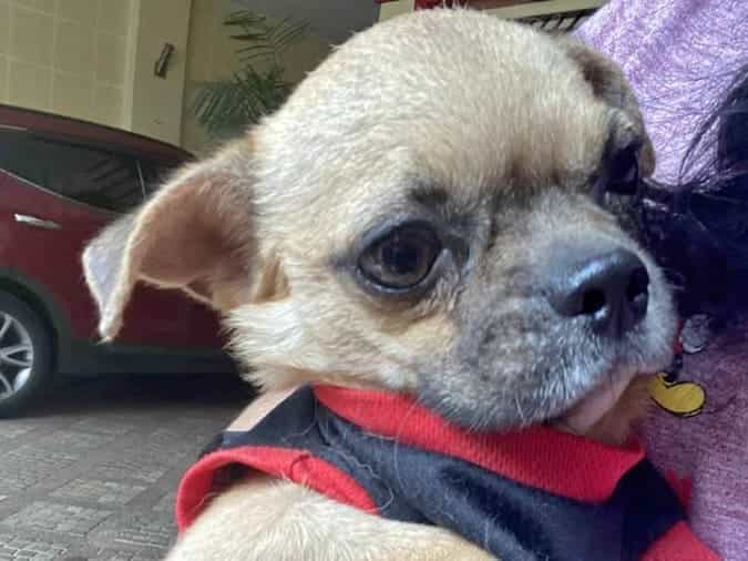 Chihuahua for Sale