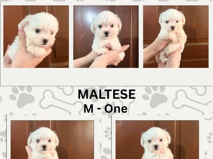 For Sale Maltese Furbaby