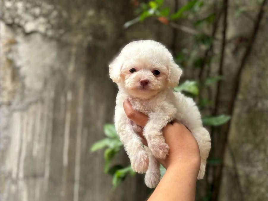 Toy Poodle For Sale