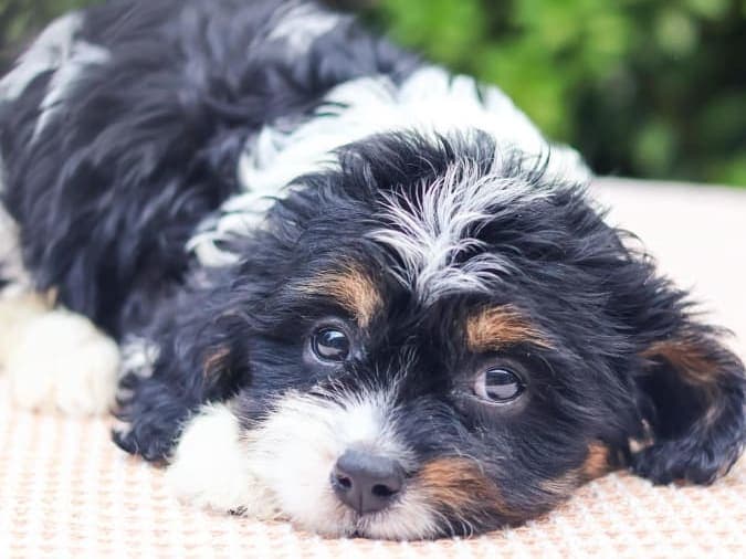 Cavapoo For Sale - Piolo - MINIPET Philippines