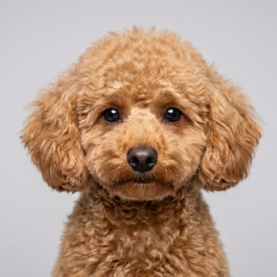 Poodle (Toy) for sale