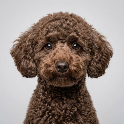 Poodle (Miniature) for sale