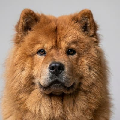Chow Chow for sale