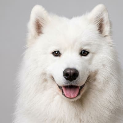 Samoyed for sale