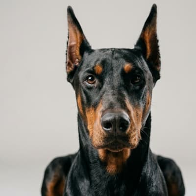 Doberman Pinscher for sale