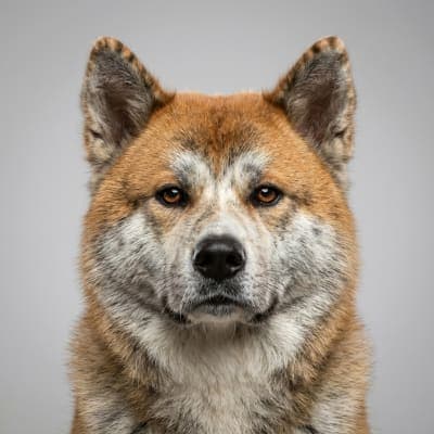 Akita for sale