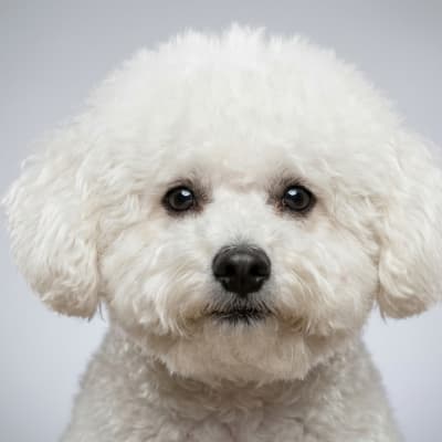 Bichon Frise for sale