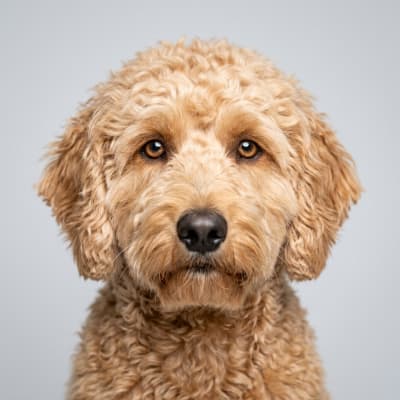 Labradoodle for sale