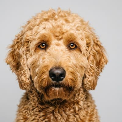 Goldendoodle for sale