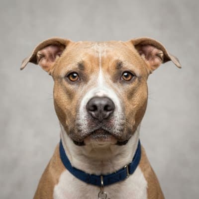 American Pit Bull Terrier for sale