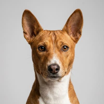 Basenji for sale