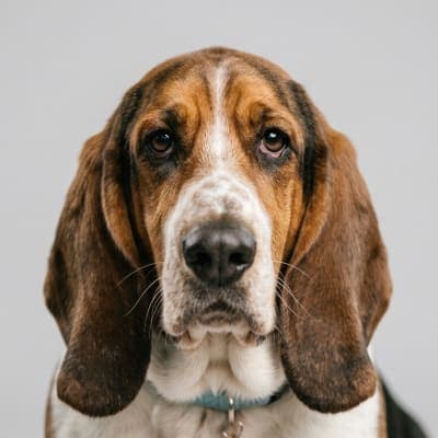 Basset Hound for sale
