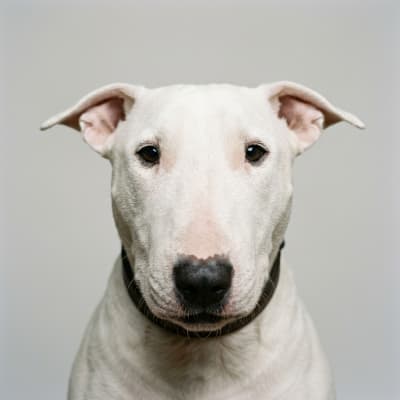 Bull Terrier for sale