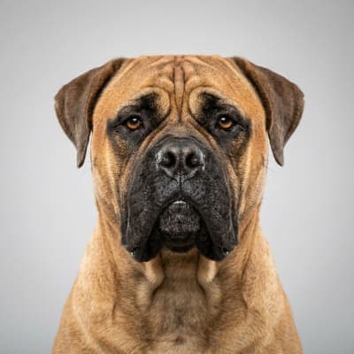 Bullmastiff for sale