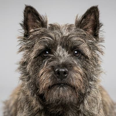 Cairn Terrier for sale