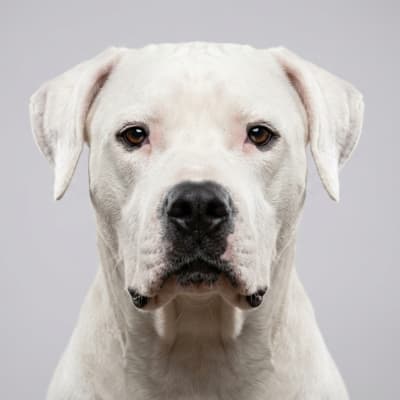 Dogo Argentino for sale
