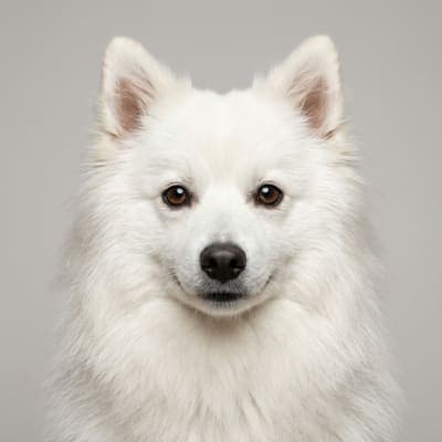 German Spitz for sale