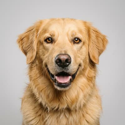 Golden Retriever Mix for sale