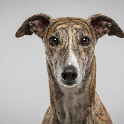 Greyhound for sale