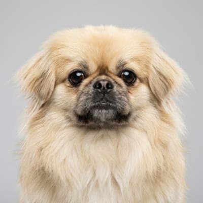 Pekingese for sale