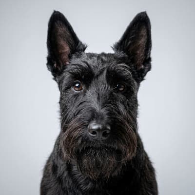 Scottish Terrier for sale