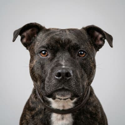 Staffordshire Bull Terrier for sale