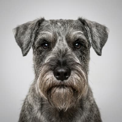 Standard Schnauzer for sale