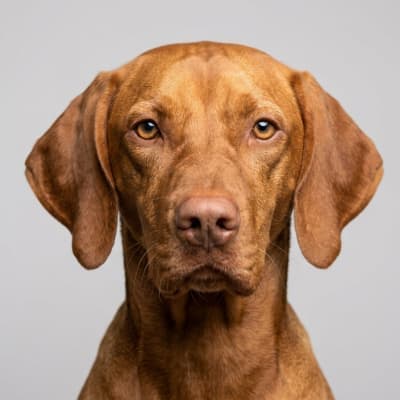 Vizsla for sale