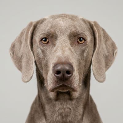 Weimaraner for sale