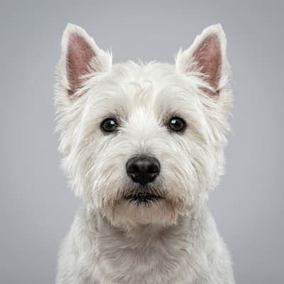 West Highland White Terrier for sale